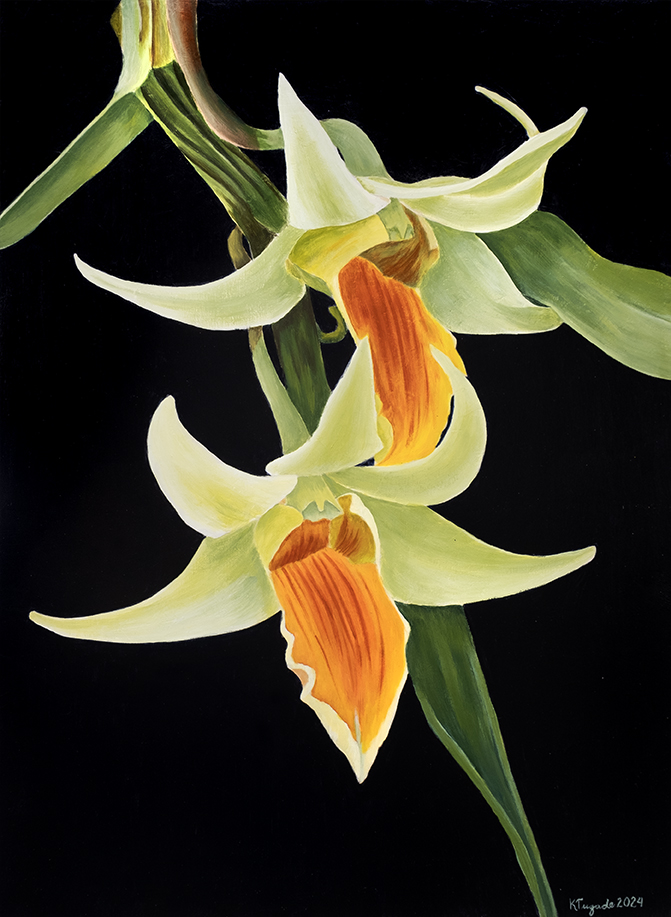 P.Cymbidium, 126